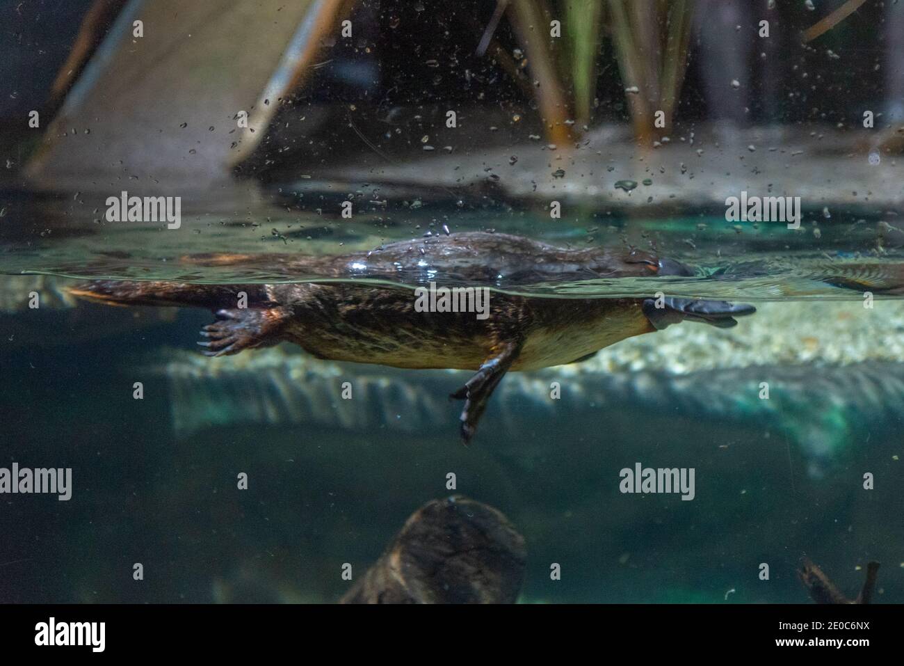 Ornithorynque dans un aquarium de Tasmanie, en Australie Banque D'Images
