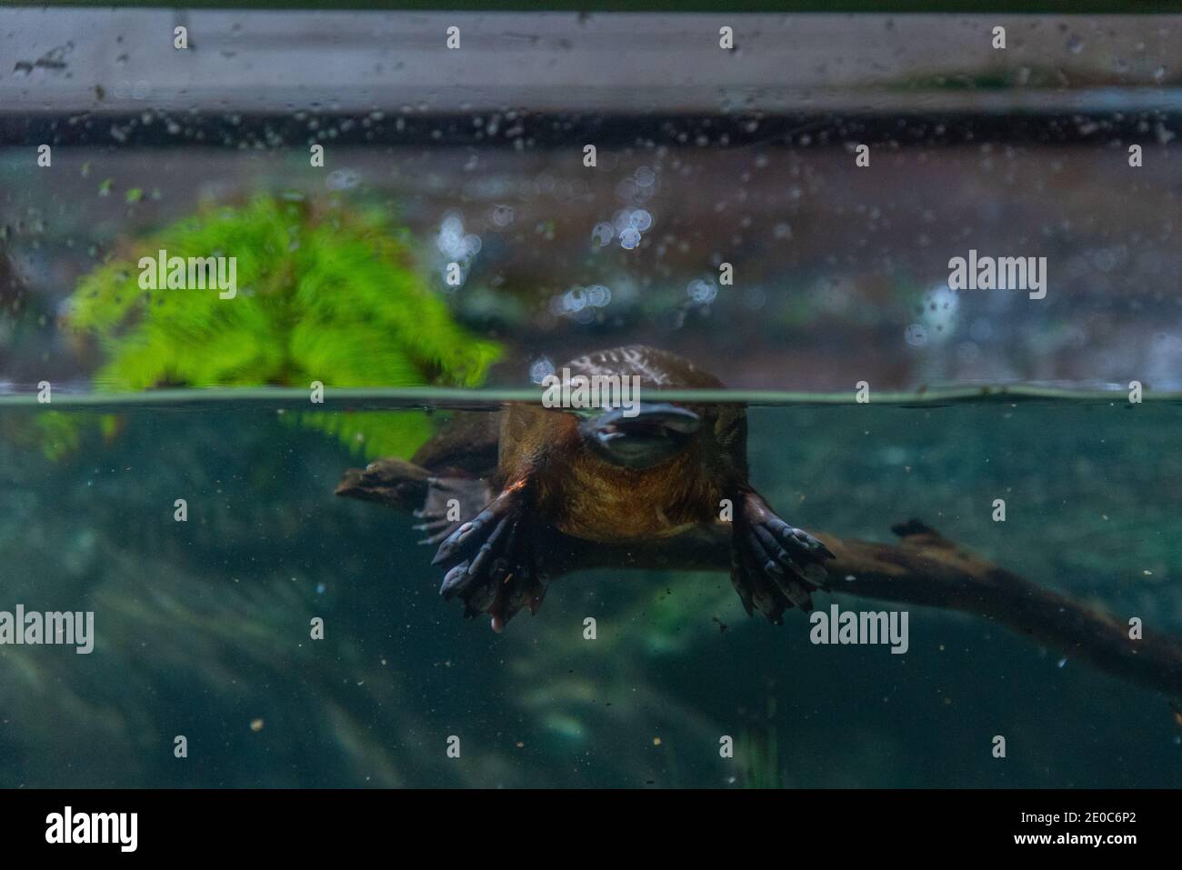 Ornithorynque dans un aquarium de Tasmanie, en Australie Banque D'Images