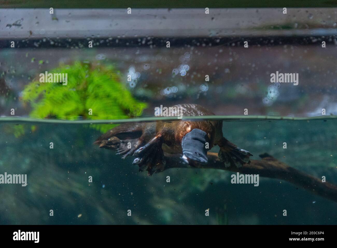 Ornithorynque dans un aquarium de Tasmanie, en Australie Banque D'Images