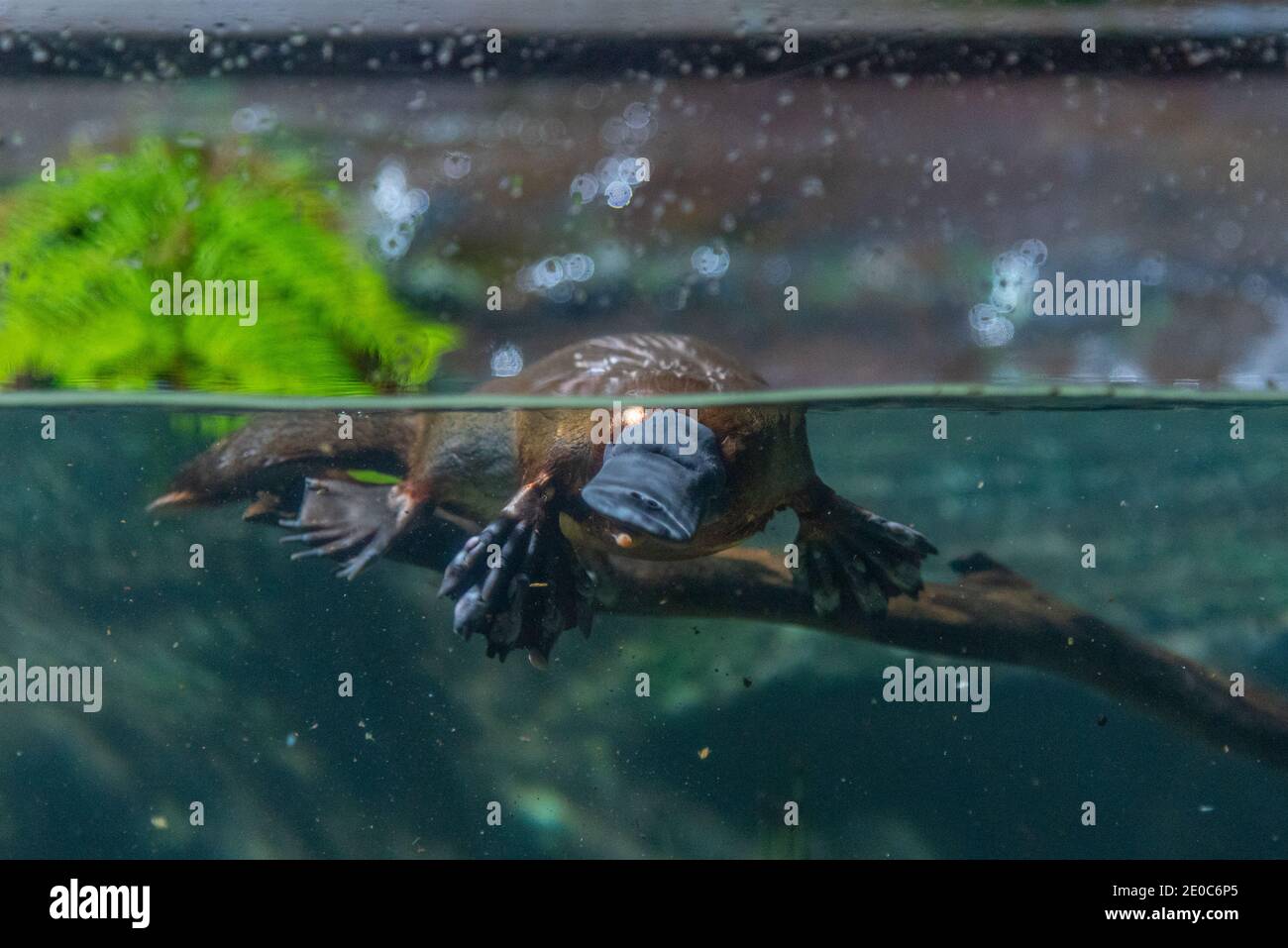 Ornithorynque dans un aquarium de Tasmanie, en Australie Banque D'Images