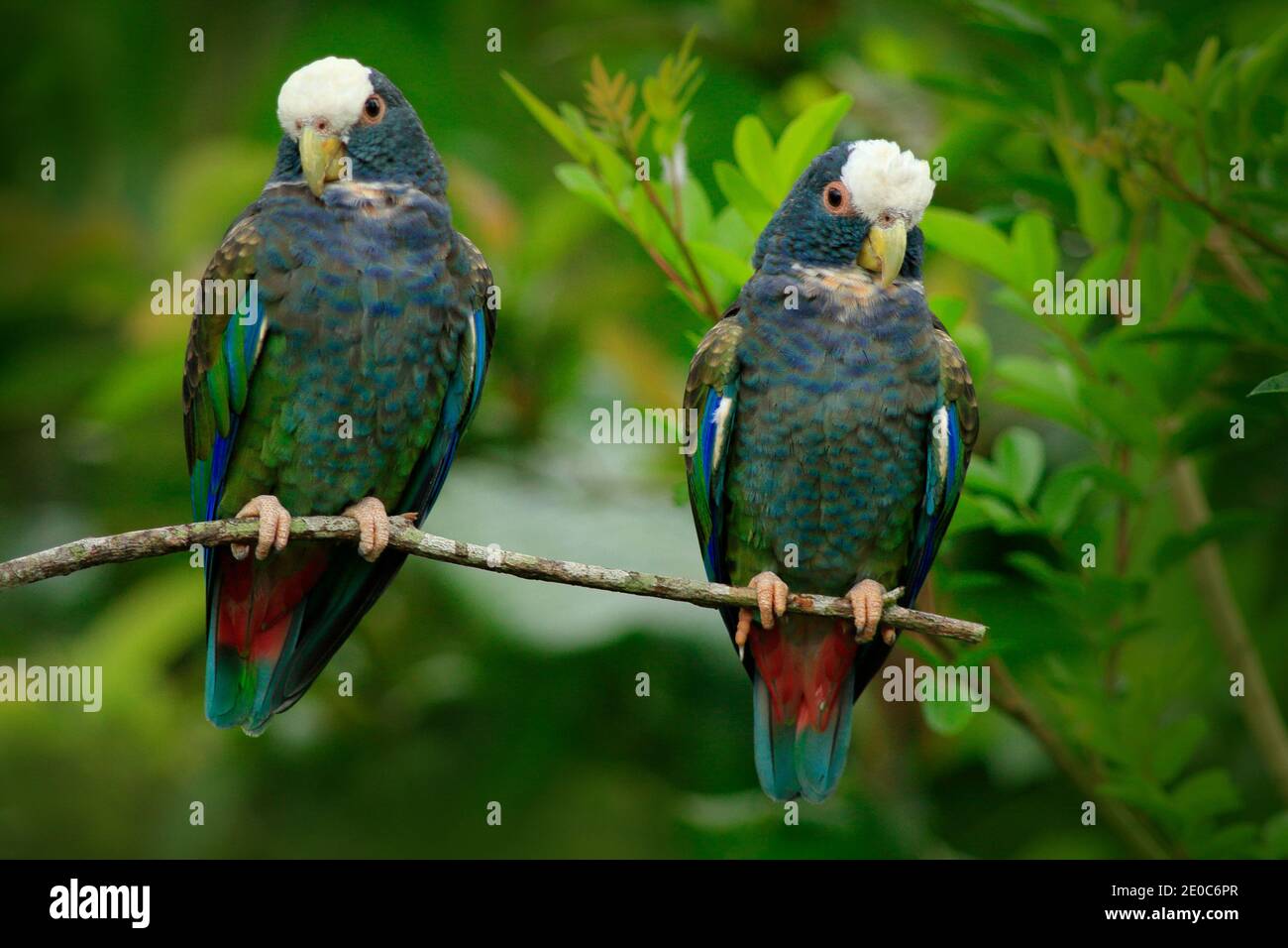 Paire d'oiseaux, vert et gris Pionus à couronne blanche, perroquet à capuchon blanc, Pionus senilis, au Costa Rica. La cour dans la nature, dans les forts tropicaux Banque D'Images