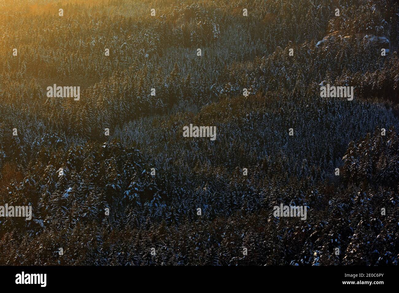 Lumière bleue avant le lever du soleil. Crépuscule d'hiver, nature froide dans la forêt. Orlicke hory, république tchèque. Paysage de montagne avec forêt de bouleau, Banque D'Images