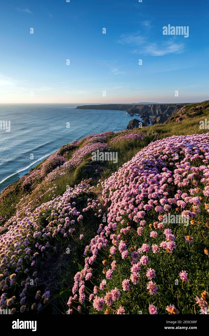 Marches de Bedruthan ; Floraison Thrift ; Cornwall ; Royaume-Uni Banque D'Images