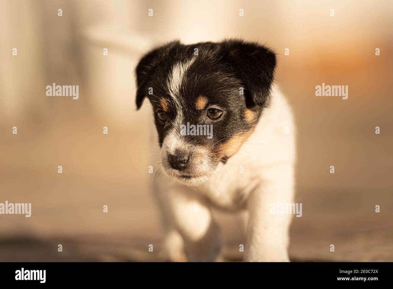 Chien 6 semaines. Jeune chiot de petit Jack Russell Terrier dans le jardin. Banque D'Images