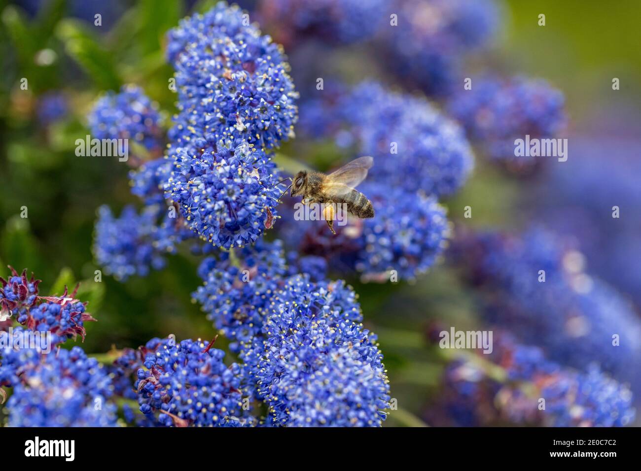 Honey Bee ; APIS mellifera ; à Ceanothus ; Royaume-Uni Banque D'Images