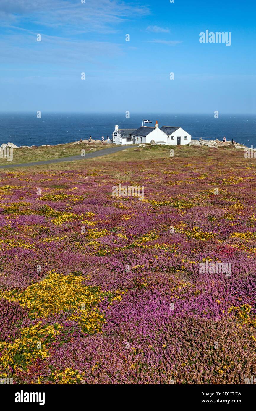 Land's End ; Heath in Flower ; Cornwall ; Royaume-Uni Banque D'Images