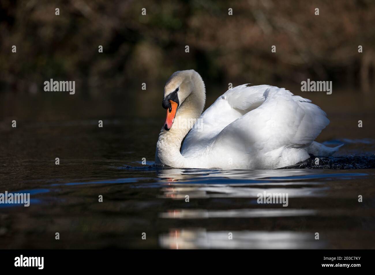 Cygne tuberculé Cygnus olor ; Royaume-Uni ; Banque D'Images