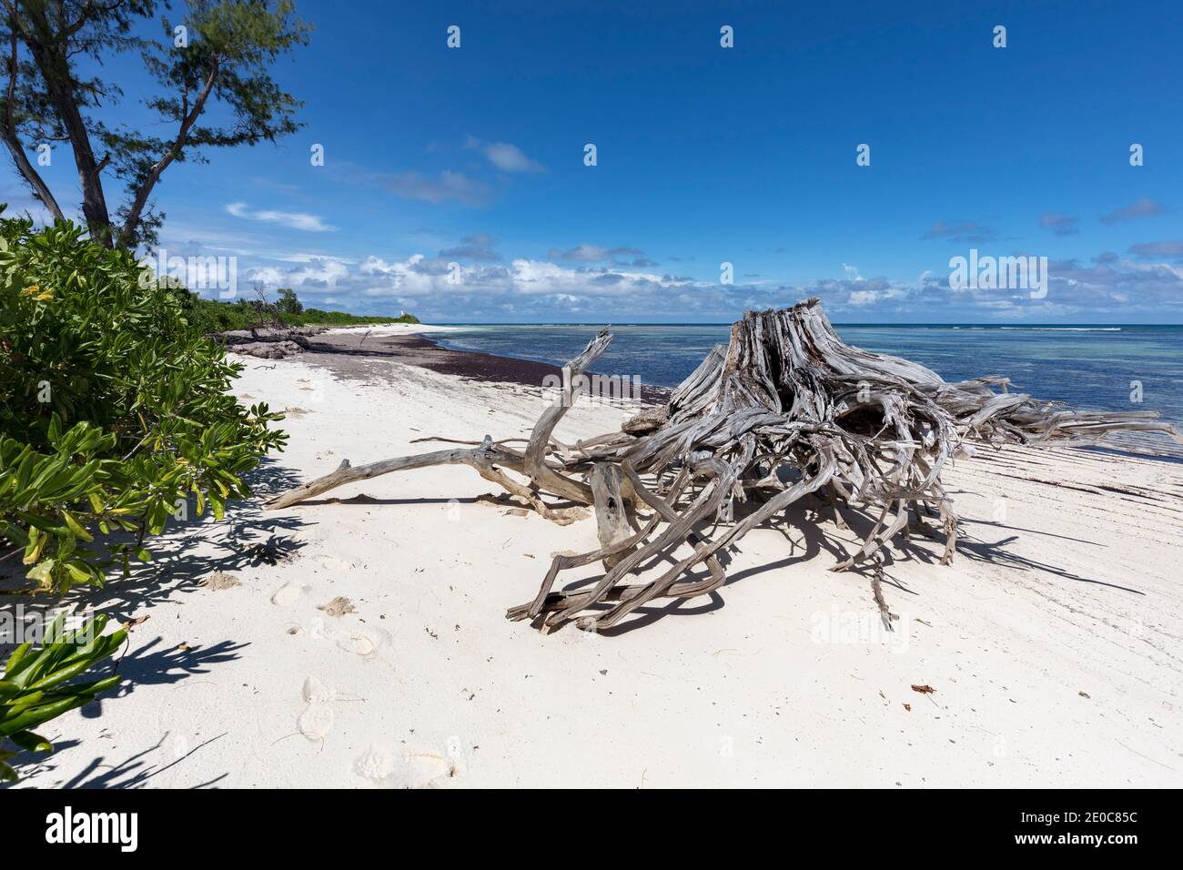 Bird Island ; Tree Stump on the Beach ; Seychelles Banque D'Images