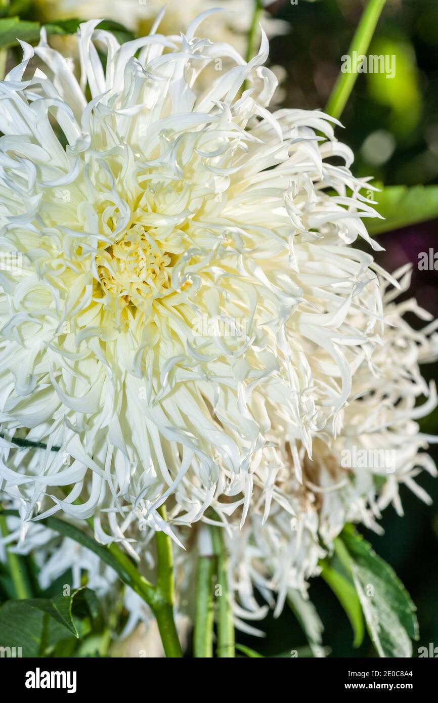 'Tsuki-Yori No-Shisha-Fransad' liséré Dahlia, dahlia (Dahlia x pinnata) Banque D'Images