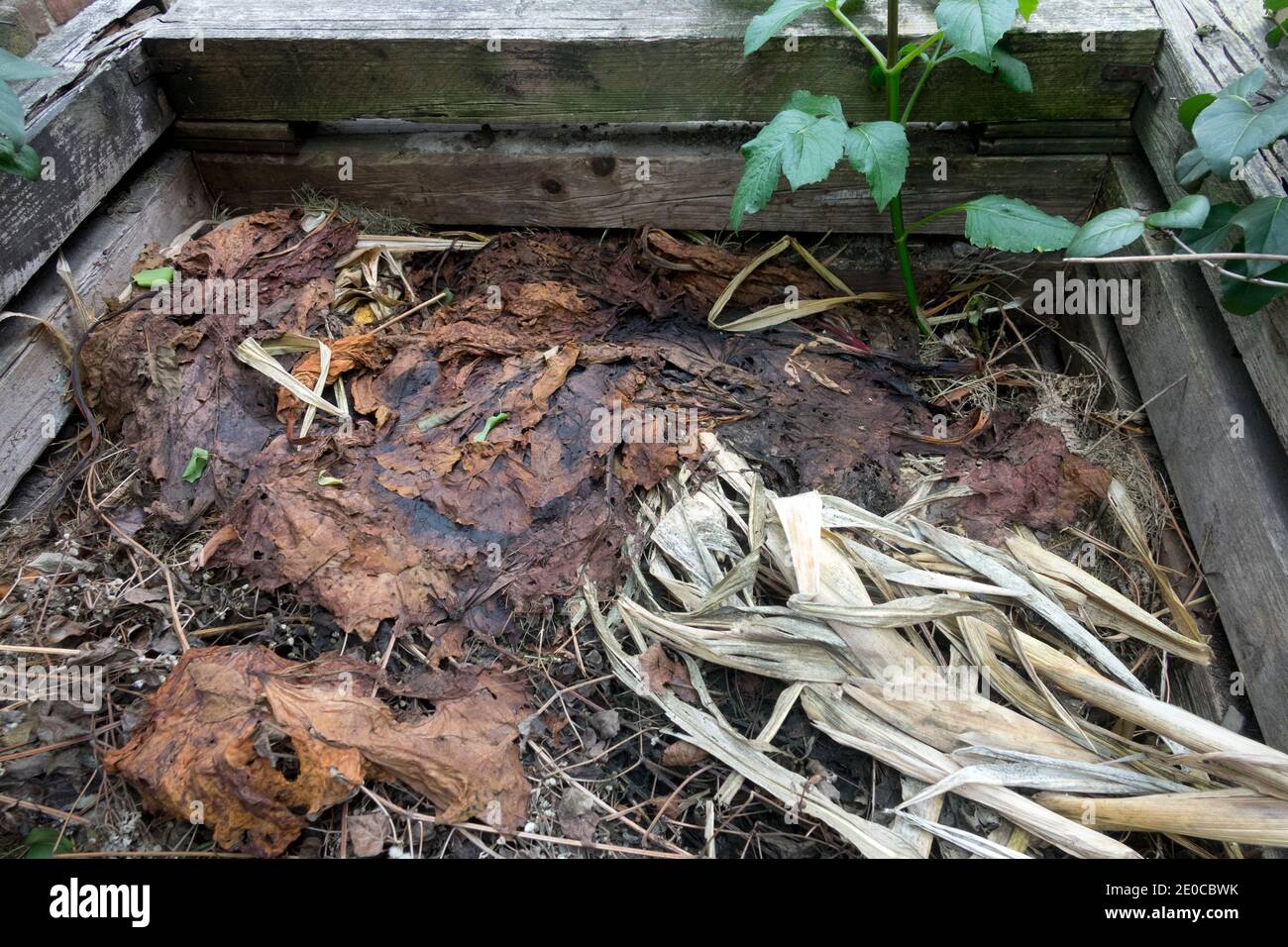 Décomposition de la matière organique dans l'usine de compost en bois de jardin Banque D'Images