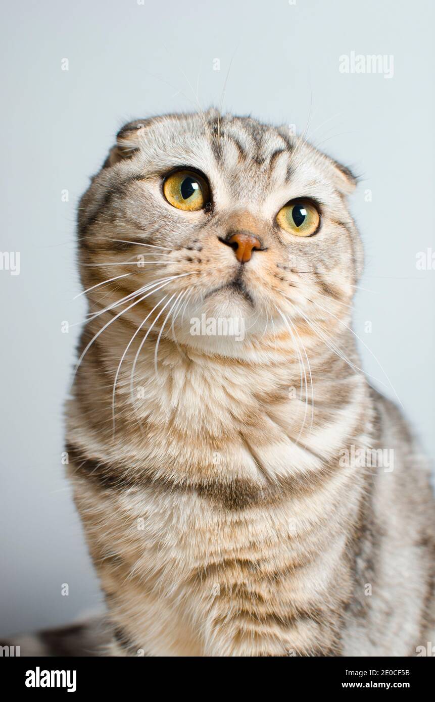 Magnifiques chats écossais sur fond blanc. Concept de protection des animaux. Banque D'Images