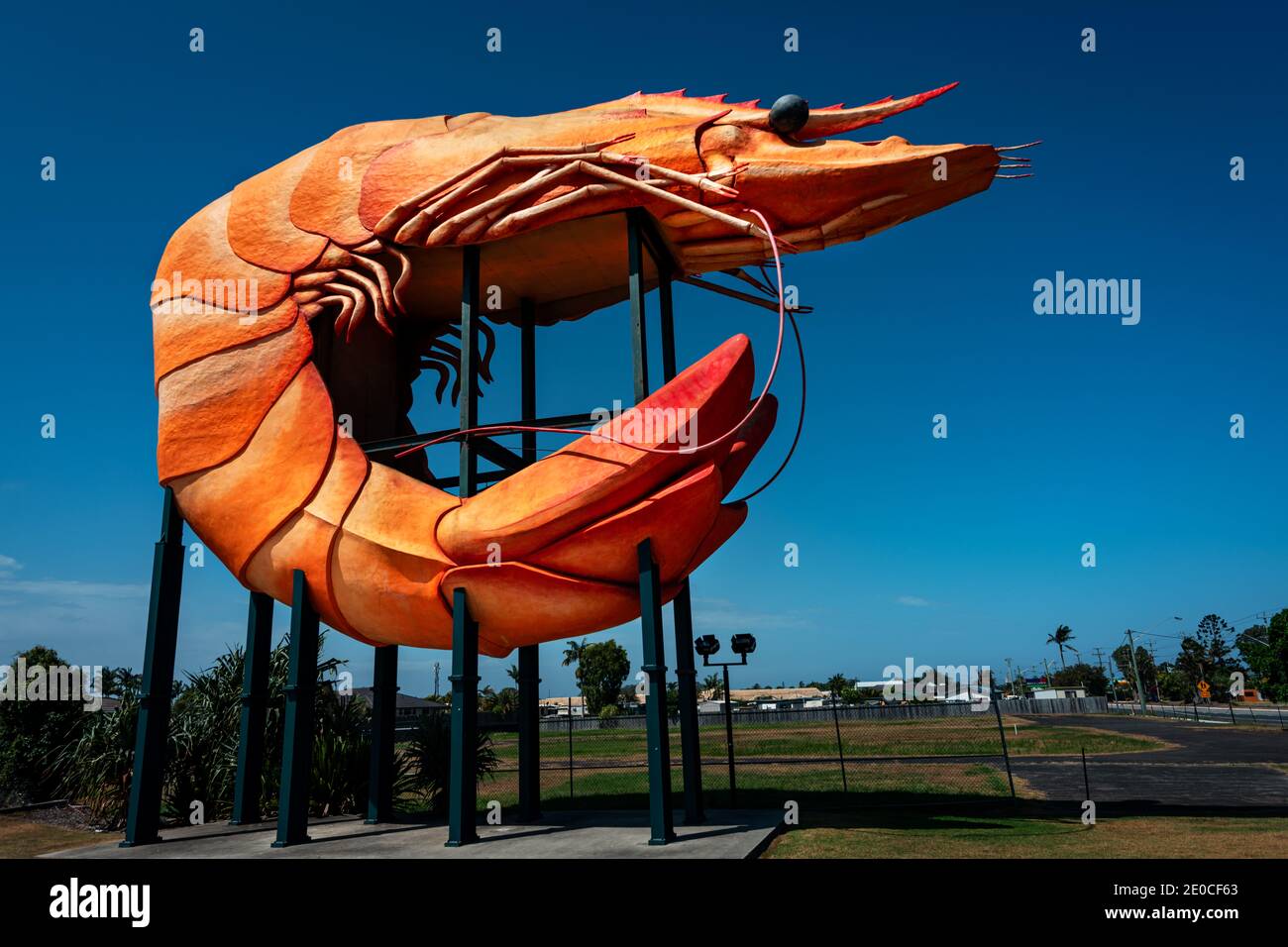 La Grande crevette de Ballina est l'une des grandes choses en Australie. Banque D'Images