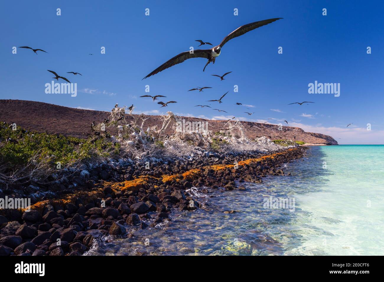 Magnifique figatebird (Fregata magnifiens), colonie de reproduction à Bahia Gabriel, Isla del Espirituu Santo, Baja California sur, Mexique Banque D'Images