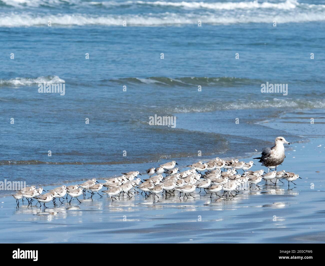 Un troupeau de sanderlings (Calidris alba), sur la plage à Isla Magdalena, Baja California sur, Mexique Banque D'Images