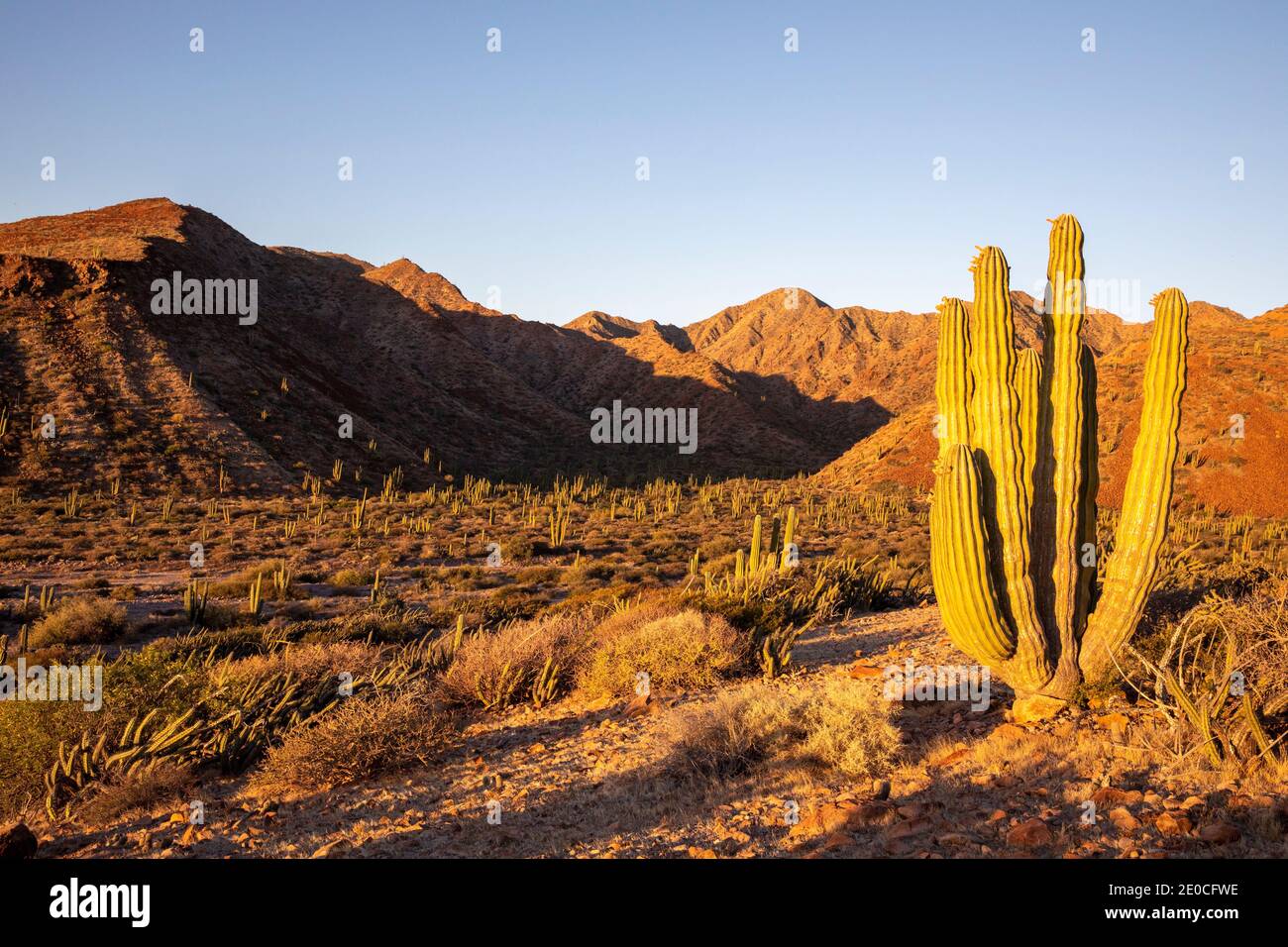 Cactus à cardon géant mexicain (Pachycereus pringlei), au lever du soleil sur Isla San Esteban, Baja California, Mexique Banque D'Images