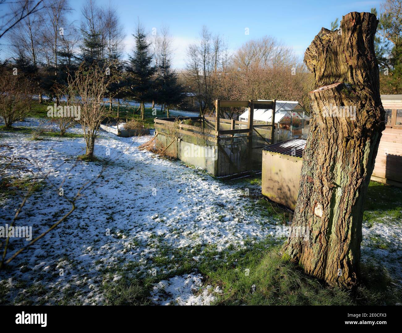 Un tronc de saule taillé en fin d'après-midi en décembre Dans une petite exploitation enneigée du Yorkshire Banque D'Images