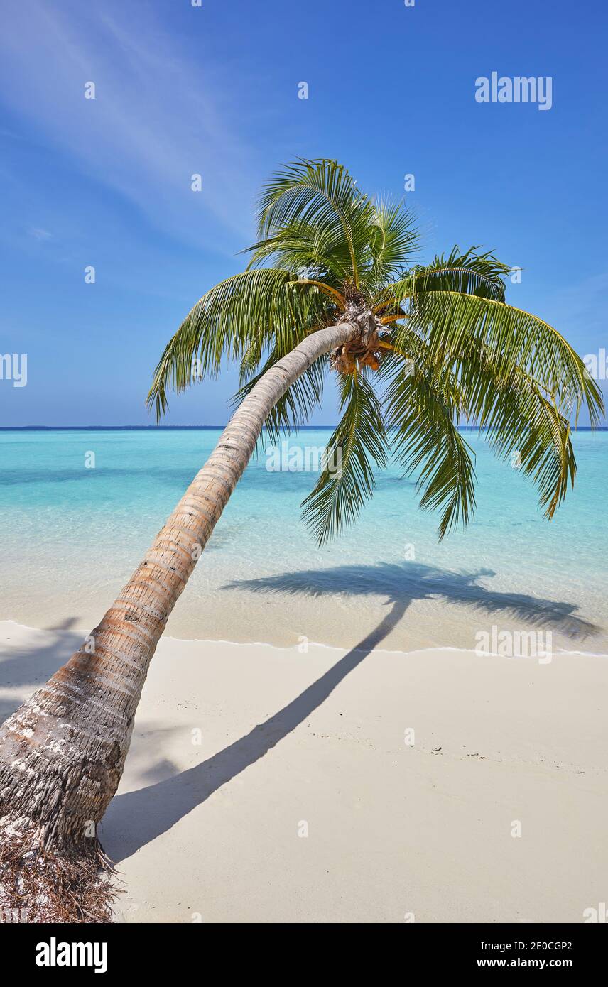 Une île tropicale au bord de la plage cococotier, atoll Gaafu Dhaalu, dans l'extrême sud des Maldives, Océan Indien, Asie Banque D'Images