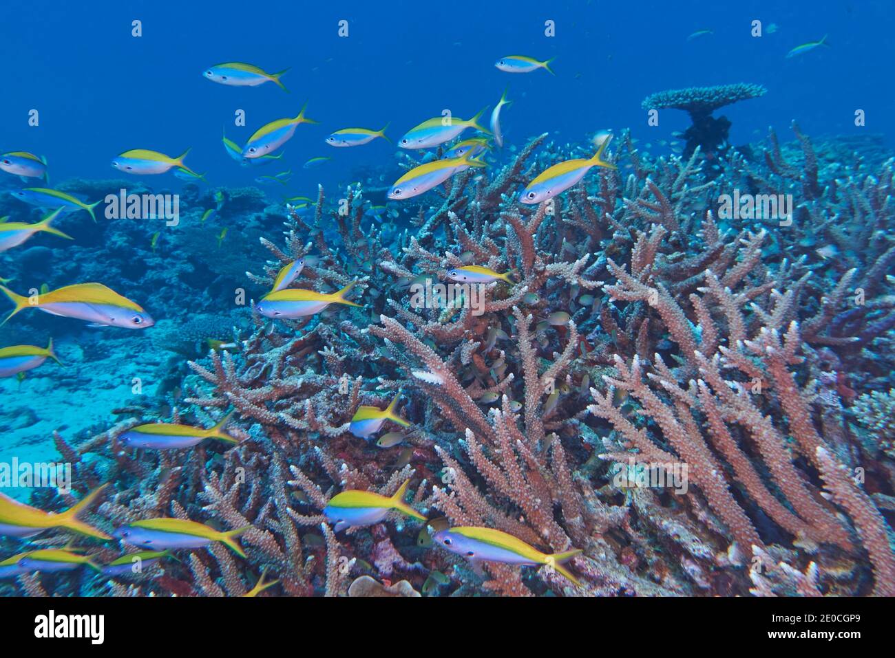 Un haut de Fusiliers de Yellowback (Caesio teres) nagent autour des coraux durs de l'espèce Acropora, l'atoll de Gaafu Dhaalu, les Maldives, l'océan Indien, l'Asie Banque D'Images