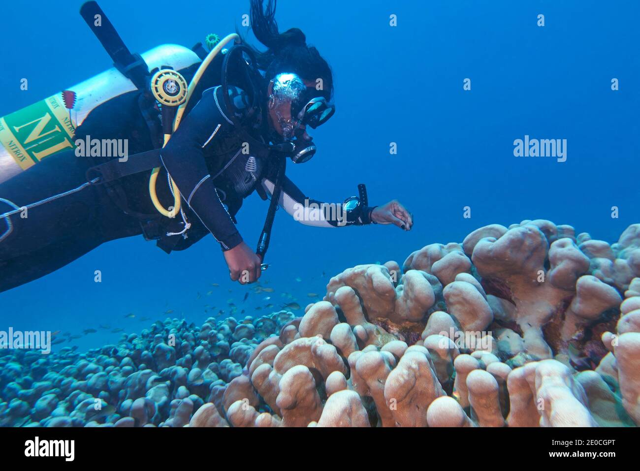 Un plongeur autour d'une espèce de Stylophora corail dur, sur un récif tropical de corail, dans l'atoll de Gaafu Dhaalu, aux Maldives. Océan Indien, Asie Banque D'Images