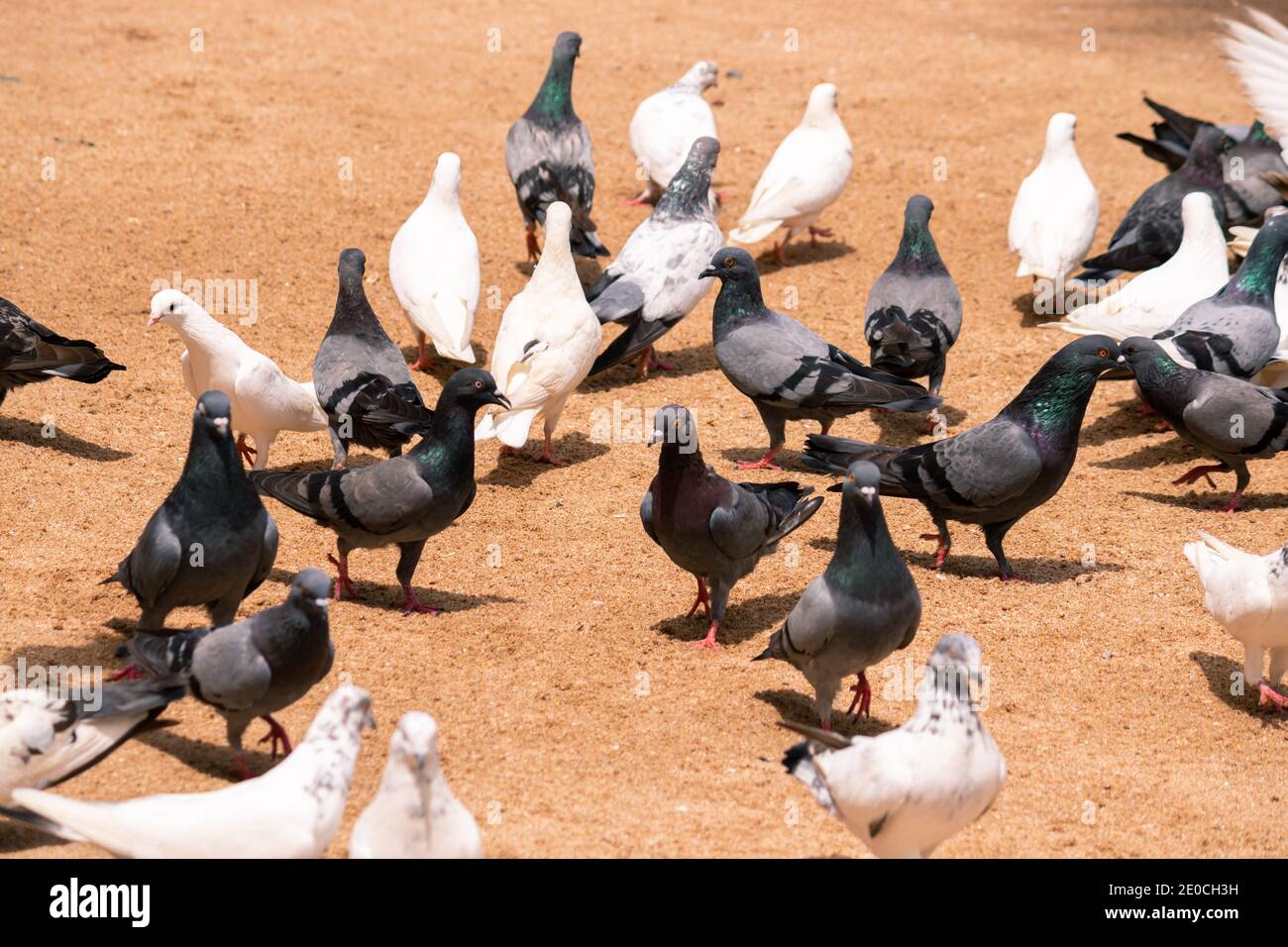 Grand troupeau de pigeons colorés au sol, lumière du jour chaude et lumineuse, Banque D'Images