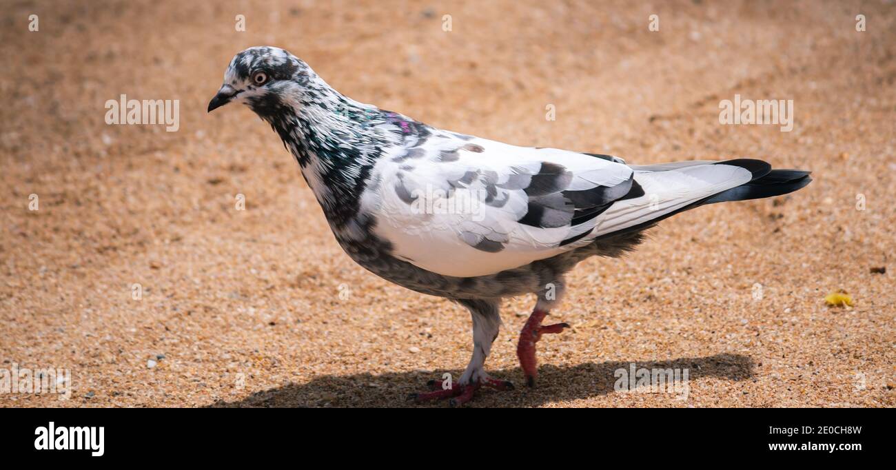 Le pigeon de roche coloré se déplace vers l'avant sur le sol sablonneux au milieu de la journée chaude, jetant l'ombre sombre sous la vue latérale. Banque D'Images