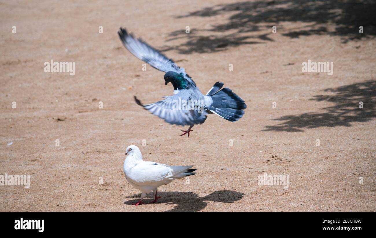 L'oiseau mâle Pigeon impressionne sa petite amie, pleine envergure débarquant sur le sol, sur le dessus de la pigeon blanc de dame. Banque D'Images