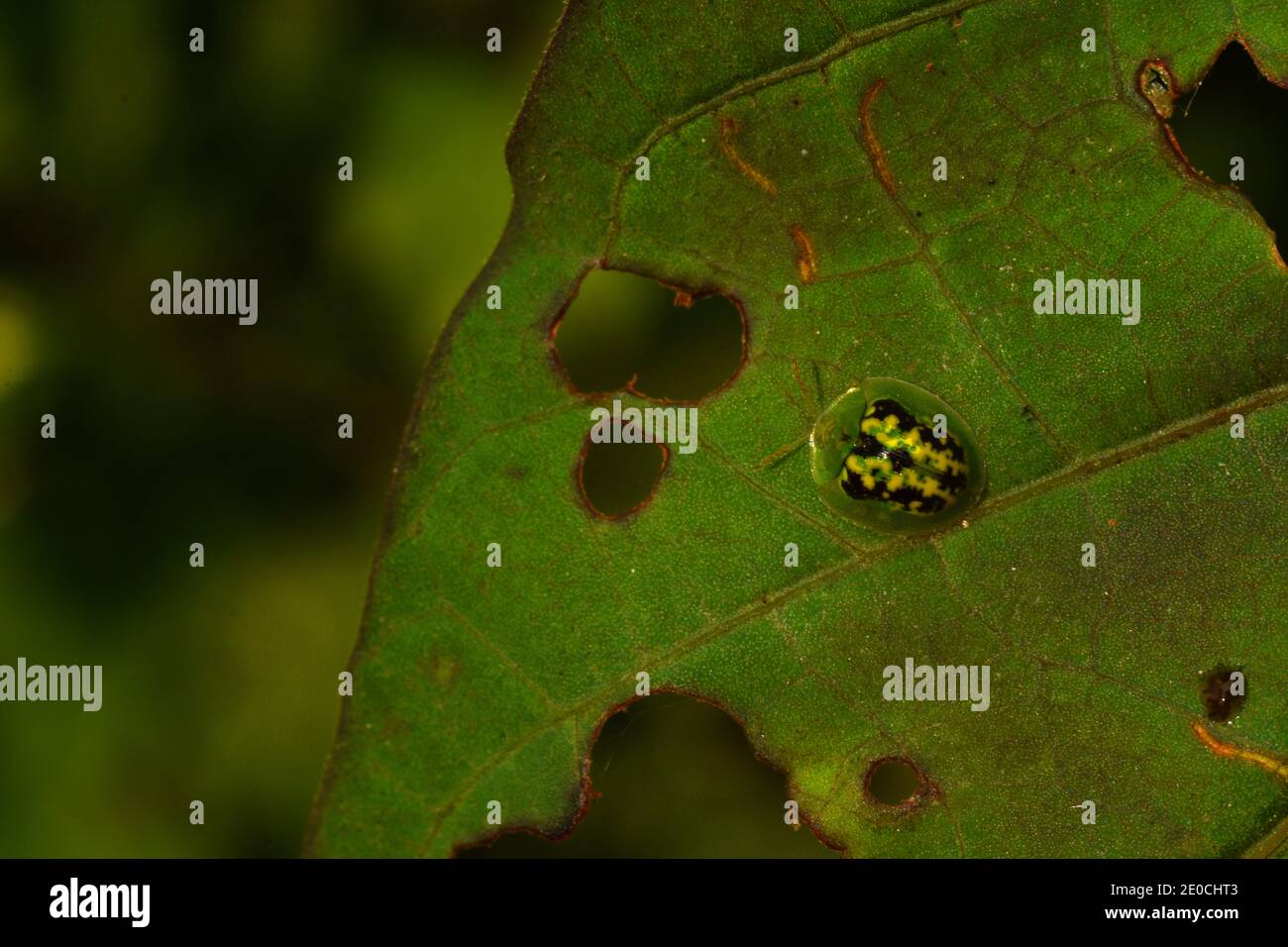 Un coléoptère vert à pois noirs repose sur une feuille Banque D'Images