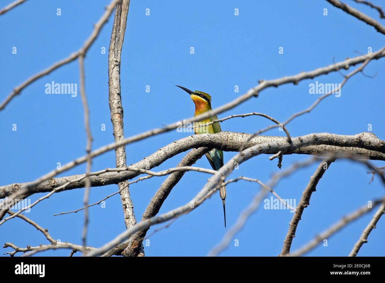 Gros plan oiseau abeille-Eater à queue bleue ou Merops Philippinus perchés Branche d'arbre isolée sur Blue Sky Banque D'Images