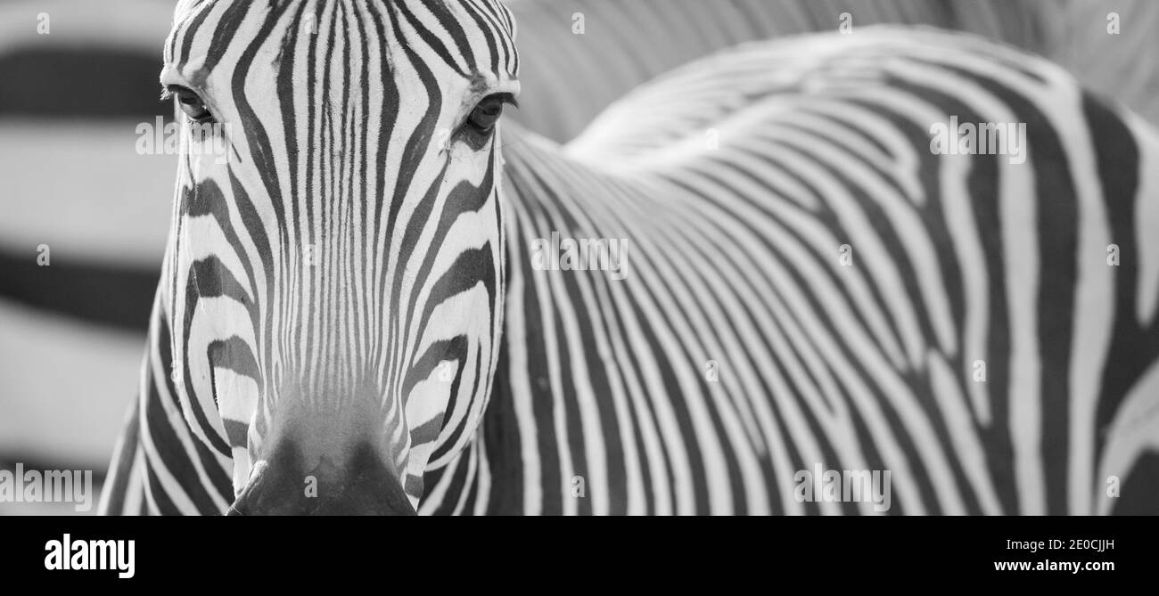 CEBRA DE MONTAÑA (Equus zébra), faune de África Banque D'Images