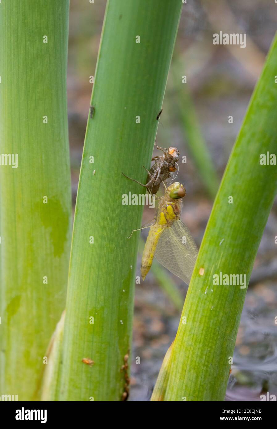 Libellule Darter commun émergeant de l'exuvia Banque D'Images