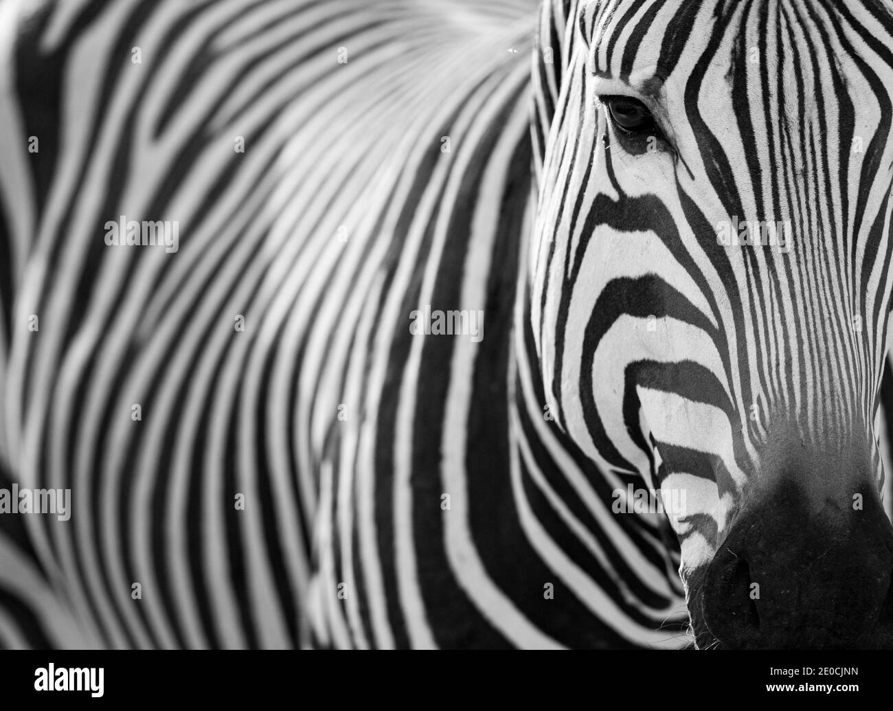 CEBRA DE MONTAÑA (Equus zébra), faune de África Banque D'Images