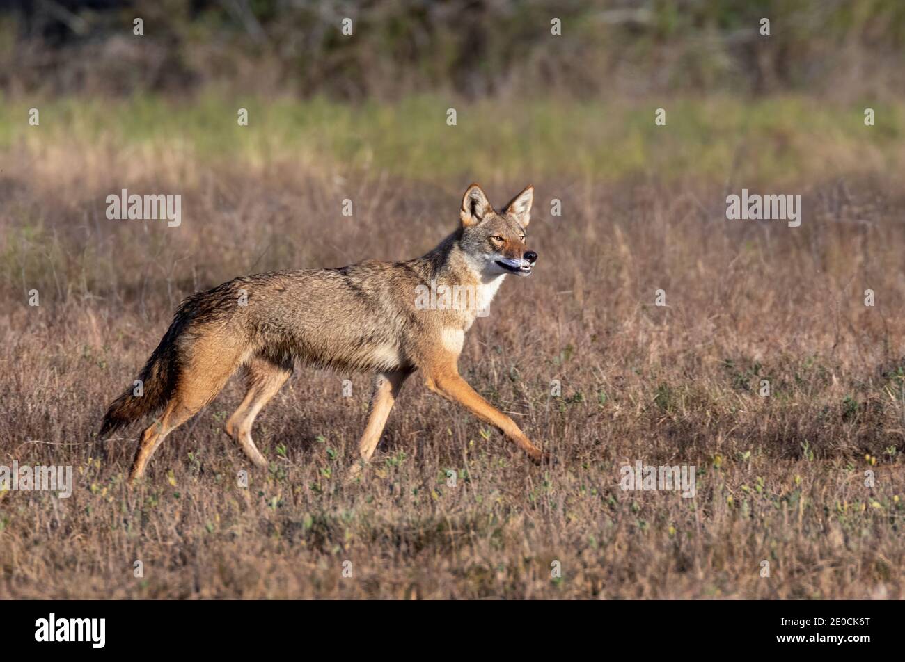 Coyote (Canis latrans), un hybride naturel présumé avec le loup roux (Canis rufus) courant dans une prairie humide, Galveston, Texas, USA. Banque D'Images