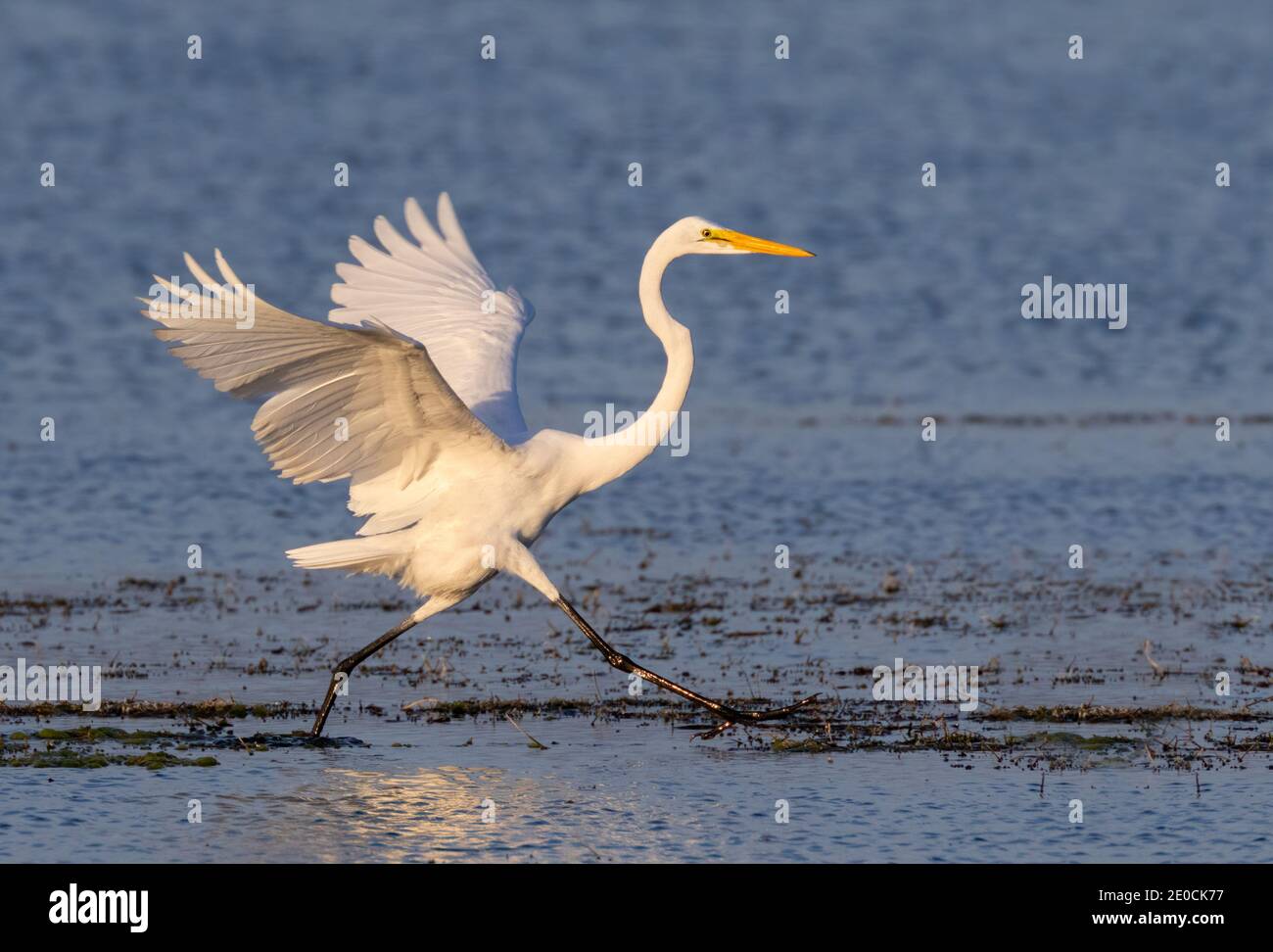 Grand aigreet (Ardea alba) courant dans des eaux peu profondes près de la côte du lac pour tenter de déranger les petits poissons pour le dîner, parc national de Chok Canyon, Texas, Banque D'Images