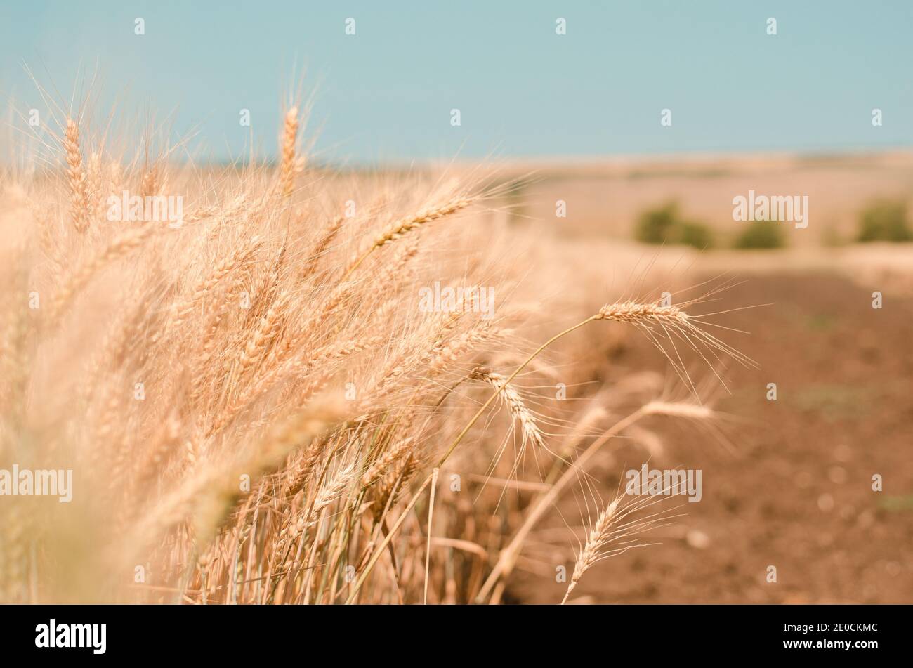 Champ de blé. Gros plan sur le blé d'or. Paysage rural sous la lumière du soleil. Le concept d'une récolte riche. Banque D'Images