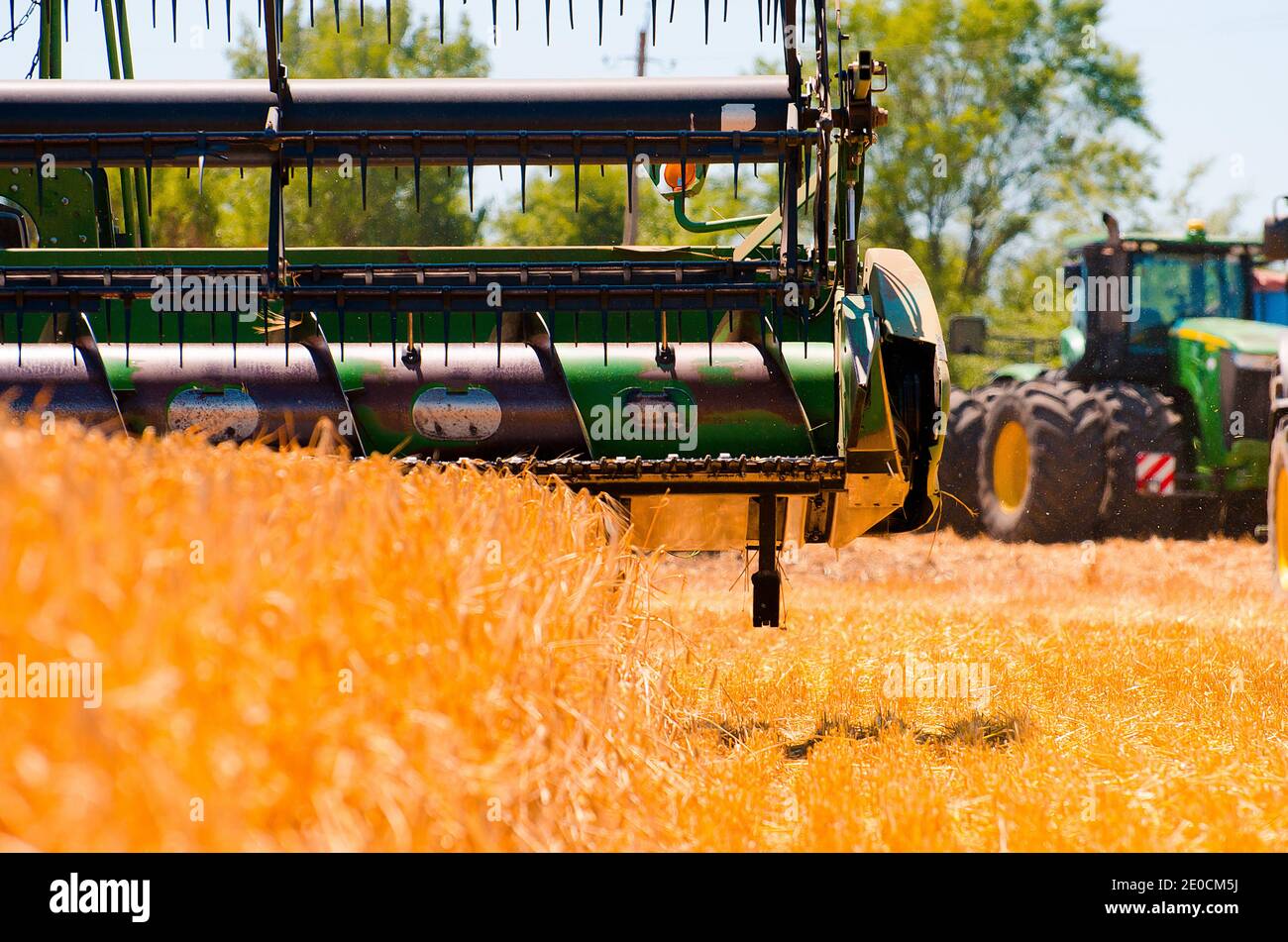 Les machines agricoles récoltent le blé jaune en champ ouvert une journée ensoleillée et lumineuse Banque D'Images