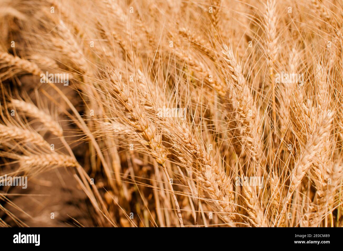 Champ de blé. Gros plan sur le blé d'or. Paysage rural sous la lumière du soleil. Le concept d'une récolte riche. Banque D'Images