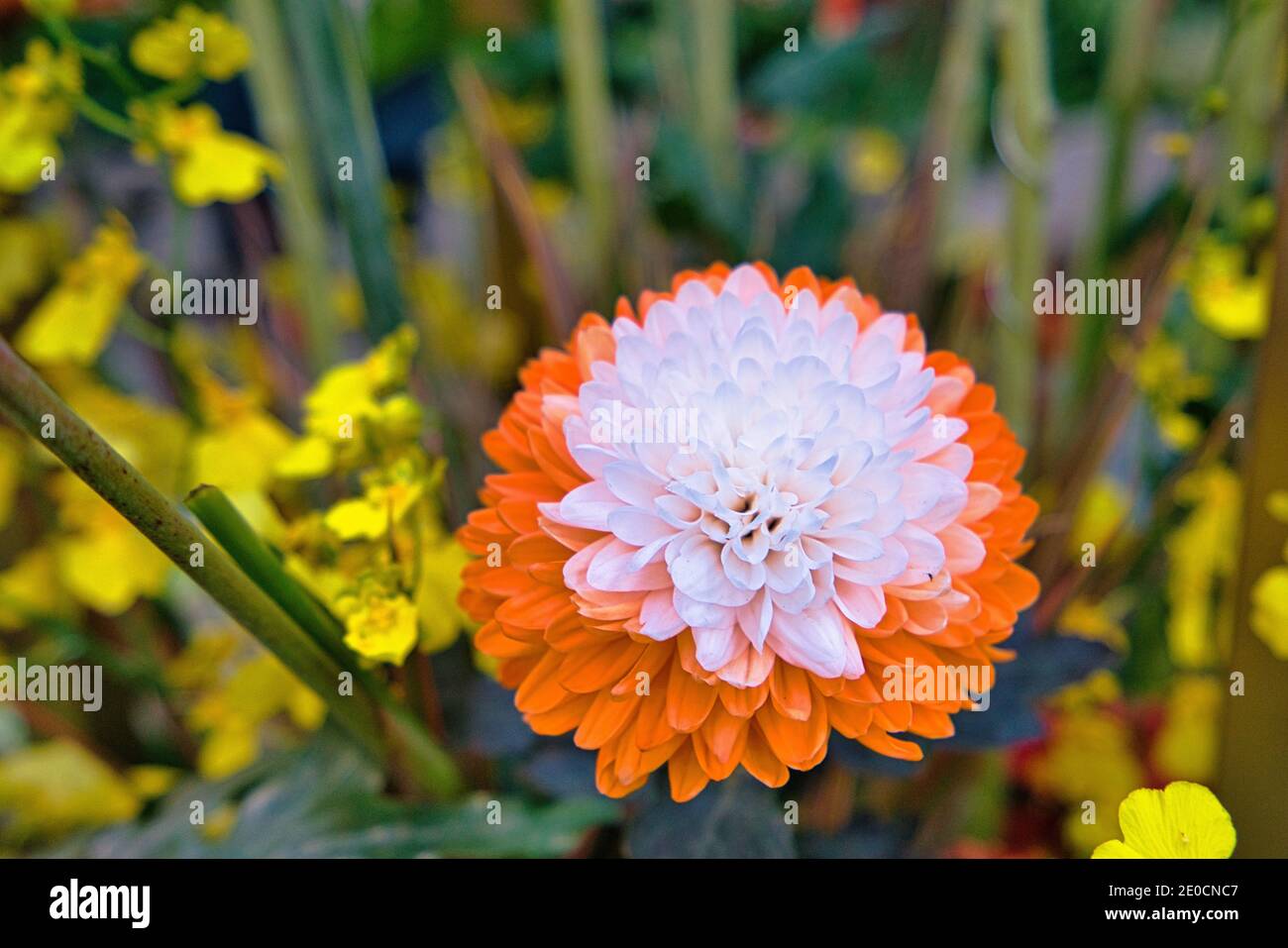 Le chrysanthème a des pétales blancs et orange. Exposition de chrysanthème à la résidence officielle Shilin, Taipei, Taïwan. 2020 décembre Banque D'Images