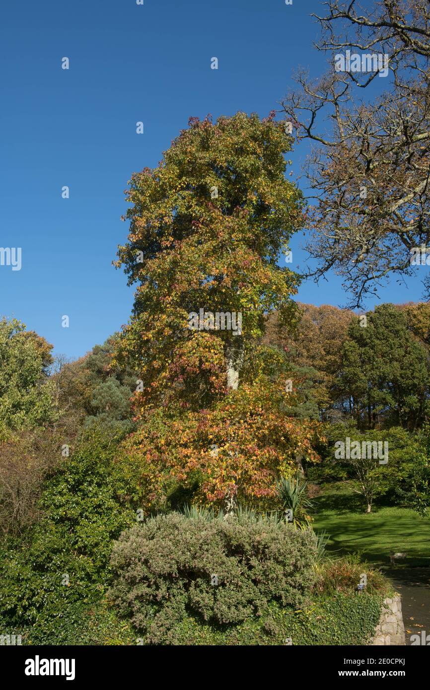Feuilles d'automne sur un arbre de Sweetgum américain (Liquidambar styraciflua) avec un ciel bleu vif de fond poussant dans le jardin dans le Devon rural, Angleterre, Royaume-Uni Banque D'Images