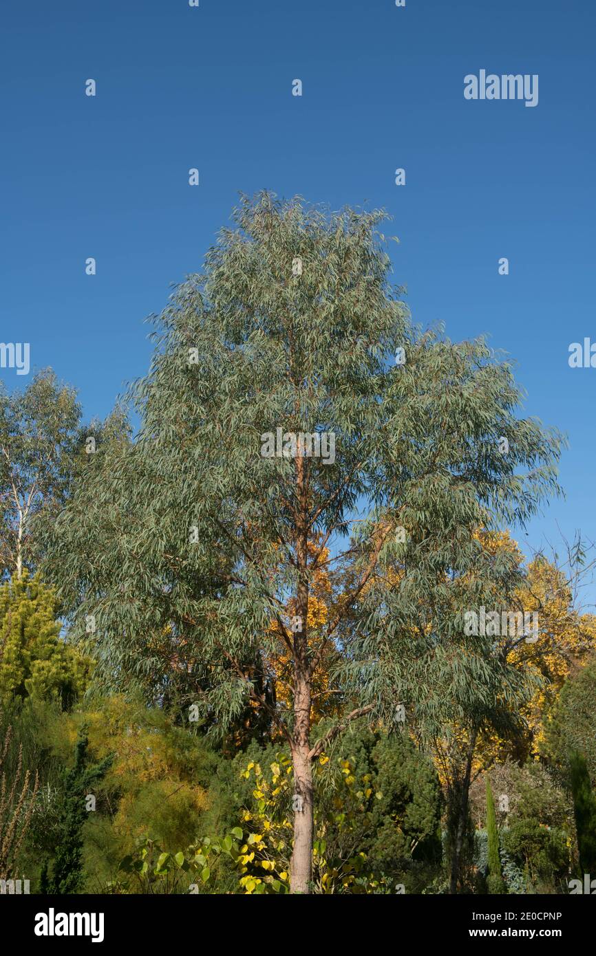 Feuillage d'automne d'un arbre à la menthe noire (Eucalyptus nicholii) à feuilles étroites d'Evergreen qui pousse dans un jardin du Devon rural, Angleterre, Royaume-Uni Banque D'Images