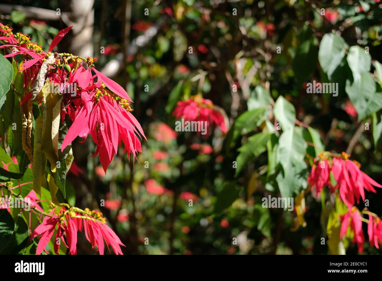 Poinsettia rouge fleur plante arbre croissant dans le parc de jardin Banque D'Images