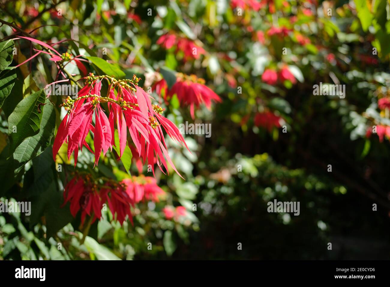 Poinsettia rouge fleur plante arbre croissant dans le parc de jardin Banque D'Images