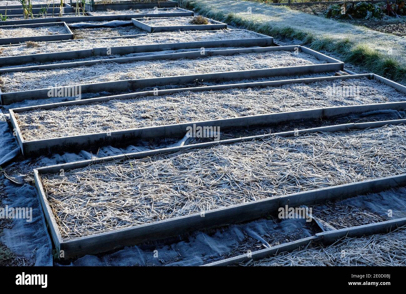 gel d'hiver sur les frontières surélevées de jardin d'allotissement, norfolk, angleterre Banque D'Images