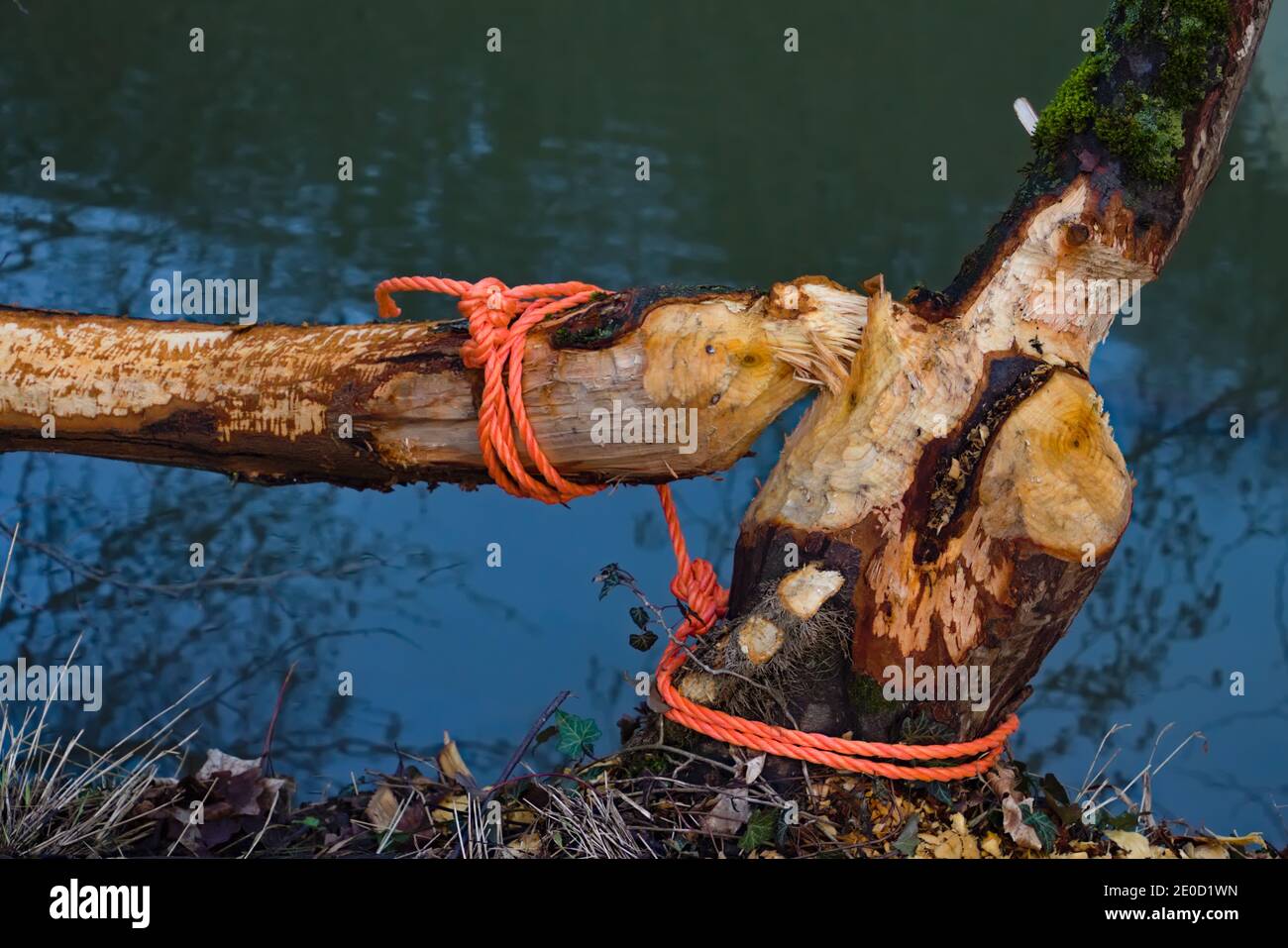 Cordes fixant le tronc de l'arbre après les dommages causés par un castor près d'une rivière Banque D'Images