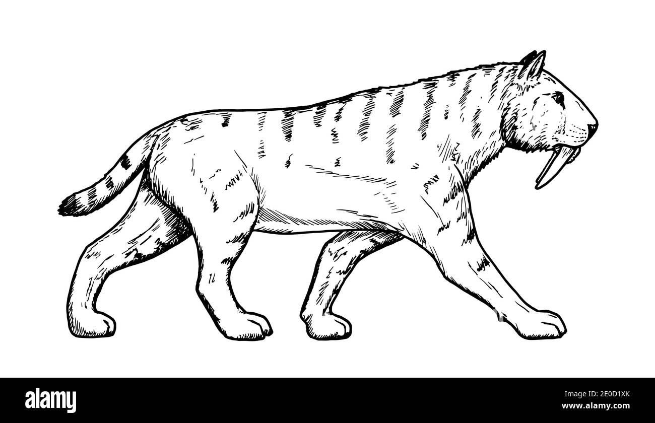 Dessin de chat à dents de sabre - croquis à la main de mammifère éteint Illustration de Vecteur