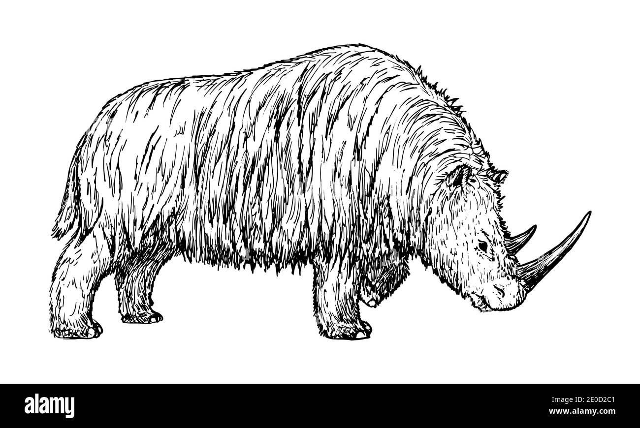 Dessin de Woolly rhinoceros - croquis à la main de mammifères éteints Illustration de Vecteur Dessin de Woolly rhinoceros - croquis à la main de mammifères éteints Illustration de Vecteur