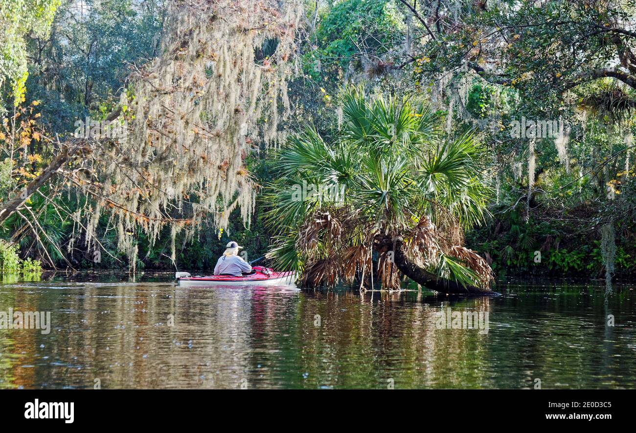Scène de crique, homme kayak, nature, arbres, mousse espagnole suspendue, palmier dans l'eau, végétation, lumière, sombre, Shell Creek, Floride, Punta Gorda, FL, wi Banque D'Images
