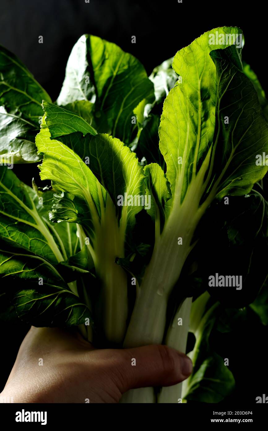 main tenant des feuilles comestibles de brassica rapa 'bok choy' - chou chinois Banque D'Images