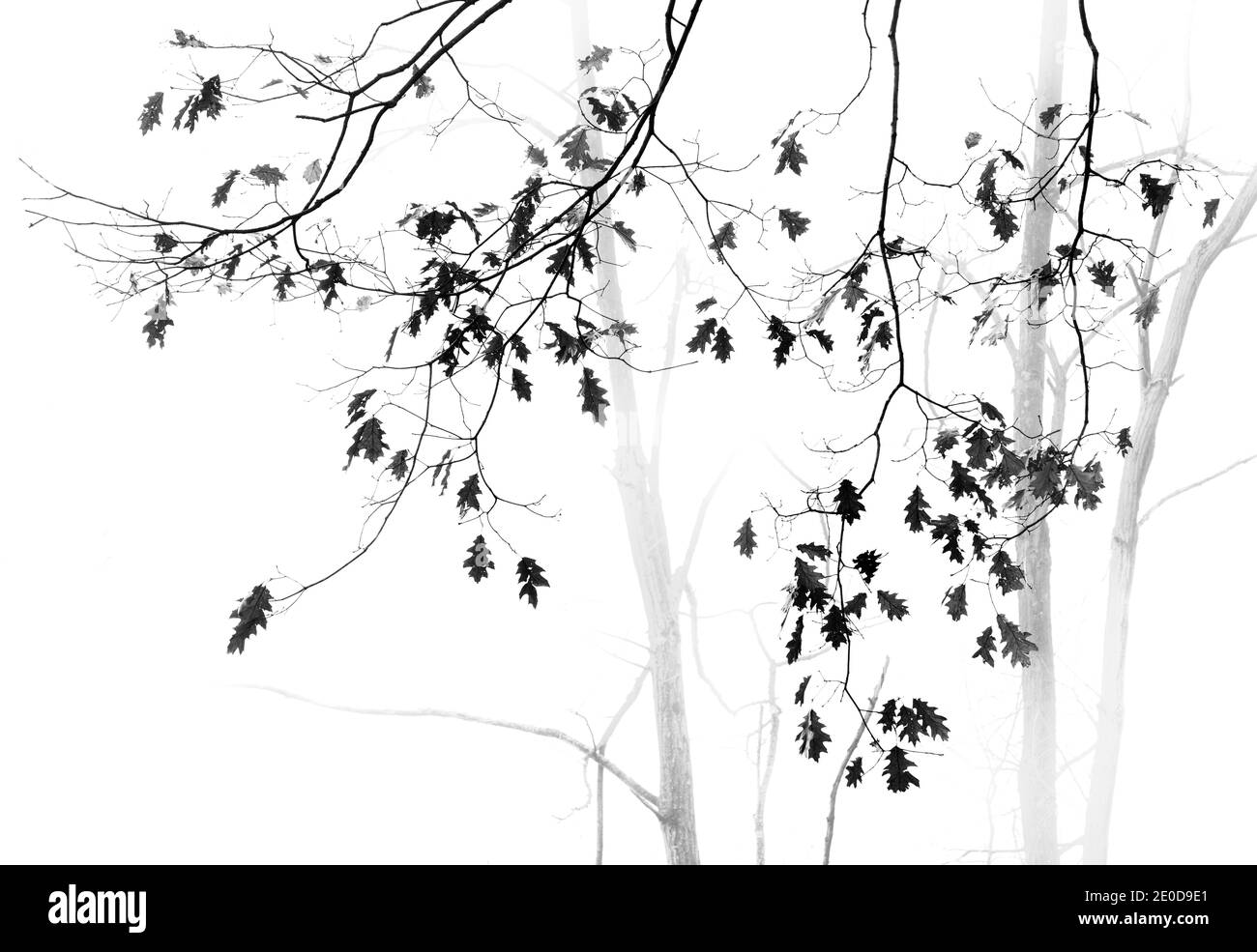 Photographie minimaliste en noir et blanc de chênes sur un matin brumeux Banque D'Images