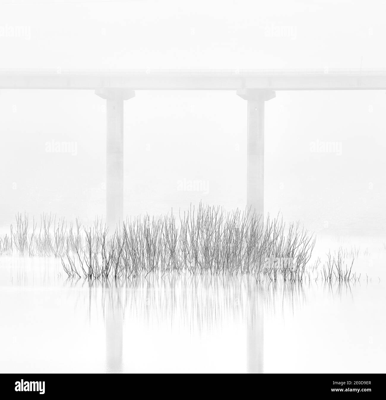 Plantes dans le marais encadré par un pont de route à l'arrière-plan sur un jour brumeux Banque D'Images