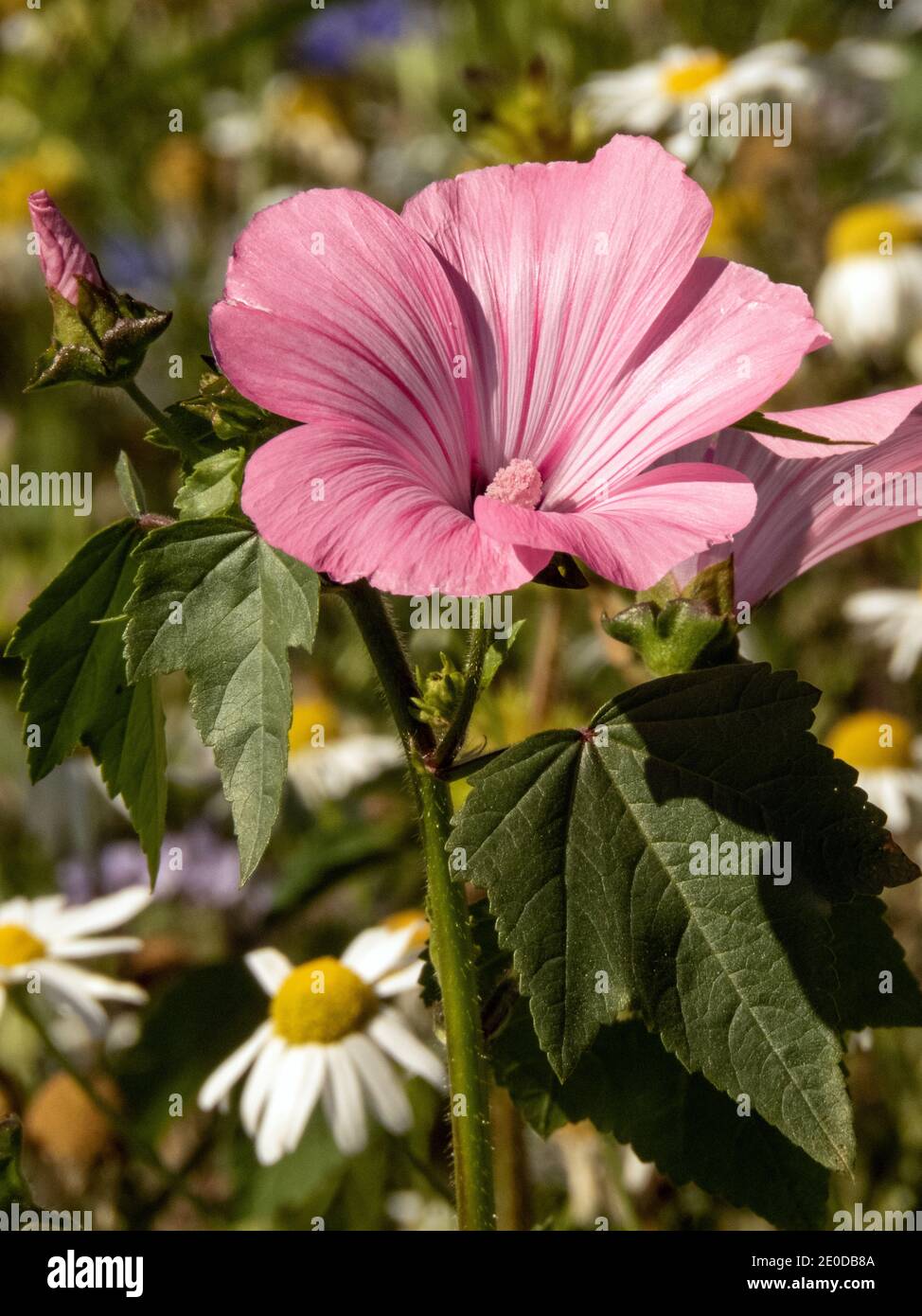 Fleurs roses de la malow annuelle photo: Bo Arrhed Banque D'Images